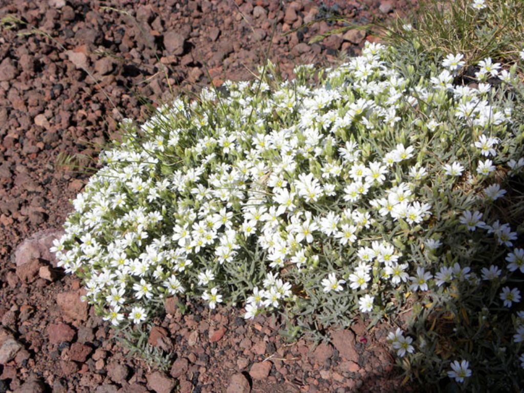 Cerastium tomentosum